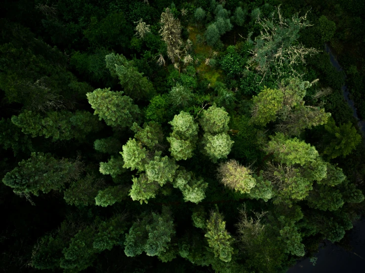 trees in a wooded area from above