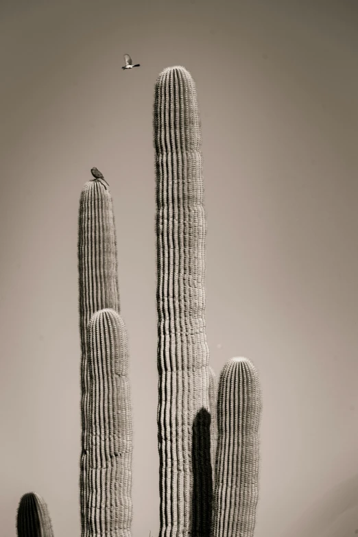 two cactus's sitting in the desert, one that has a bird flying