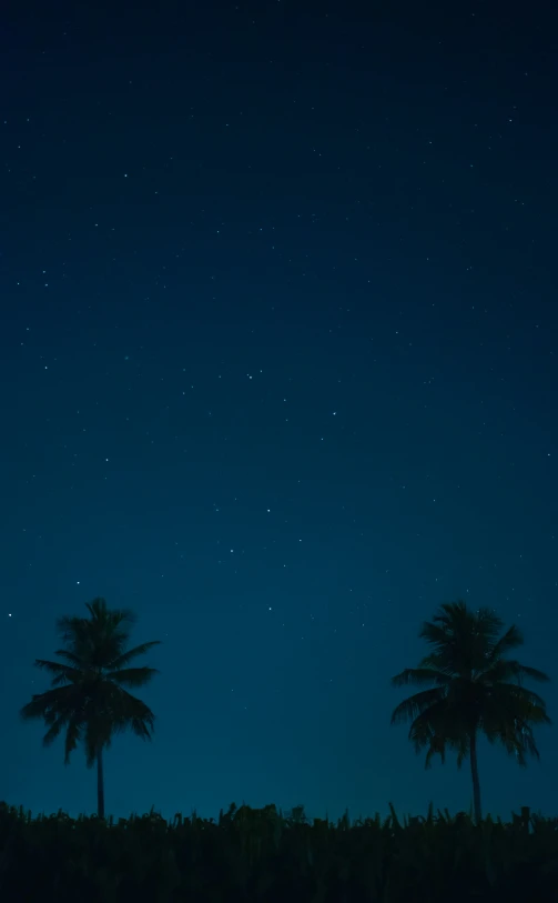 stars shining above two palm trees on a clear night