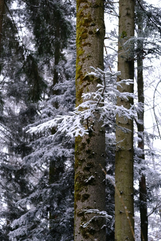 some snow covered trees and nches with light snow on them