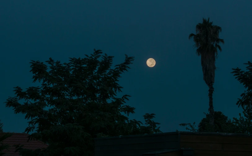 the moon rising above palm trees on a clear night