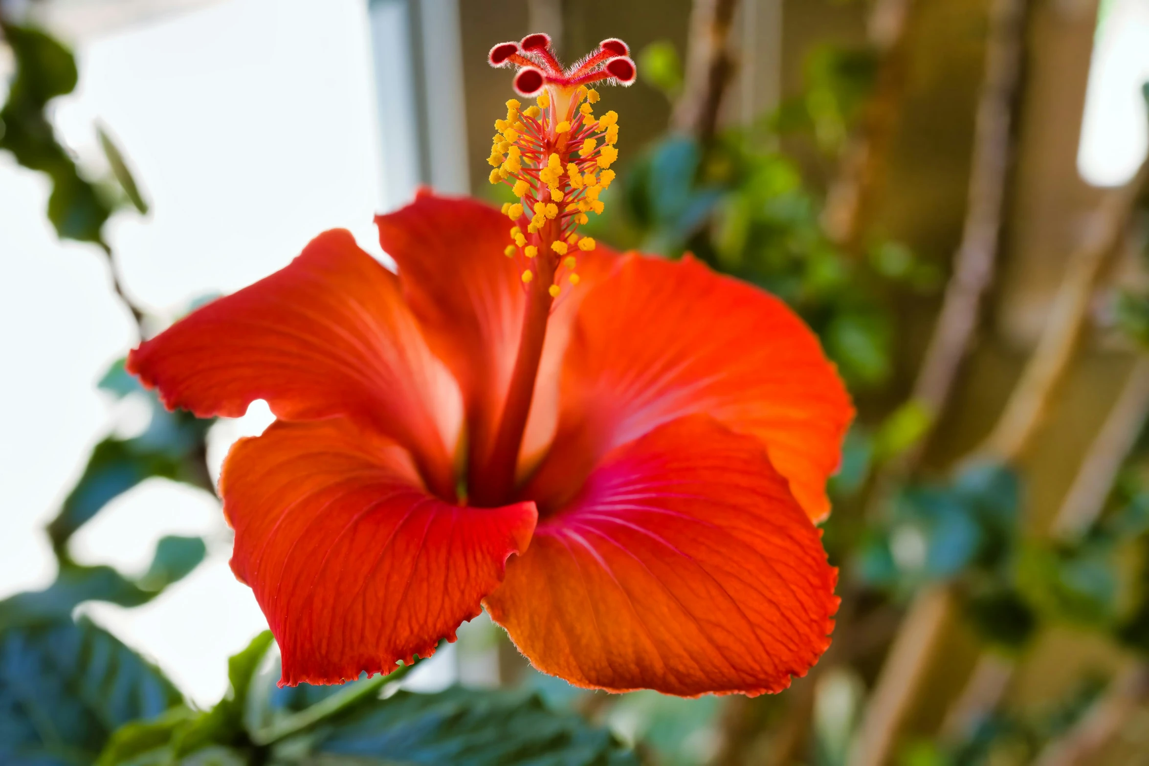 an orange flower with lots of green leaves