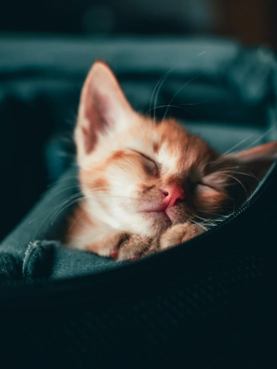 an orange kitten laying on top of a black purse