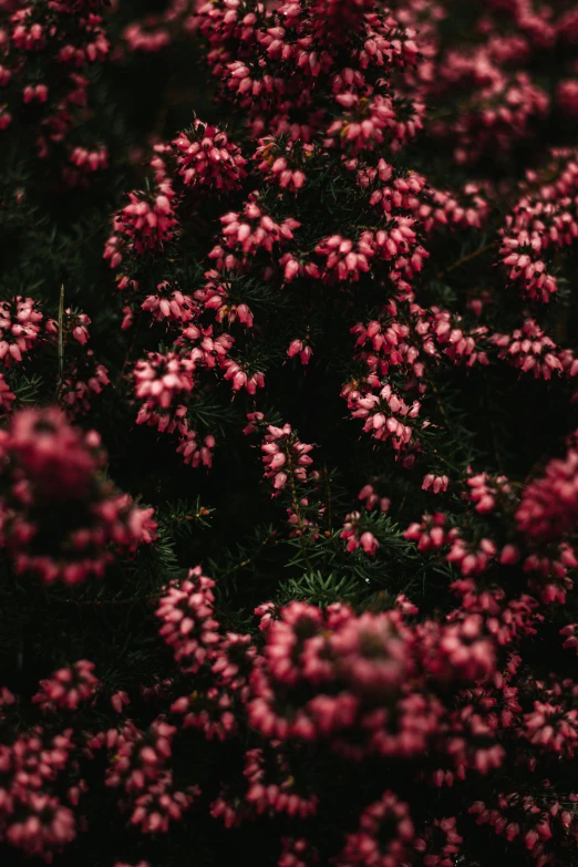 many pink flowers grow together in the dark