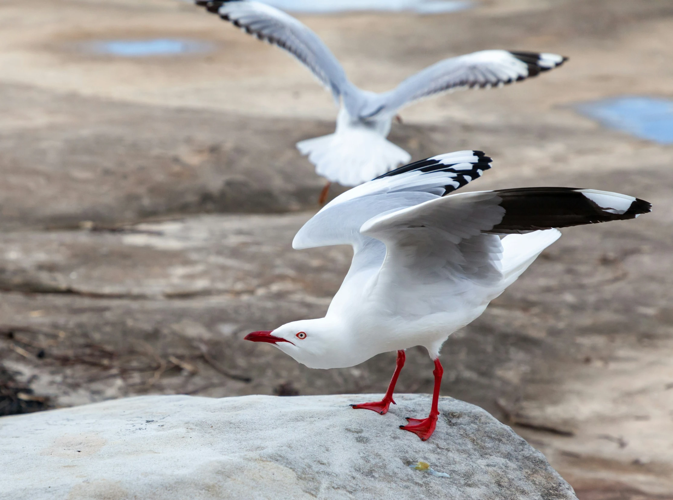 a couple of white and black birds are flying over the water