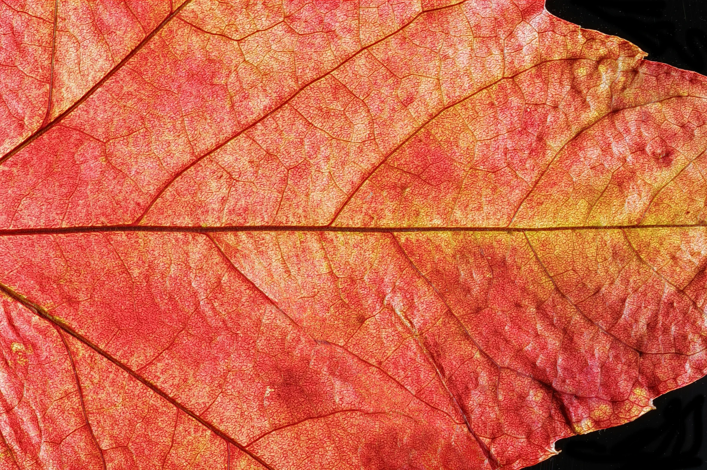 a red leaf has yellow tipped edges against a black background