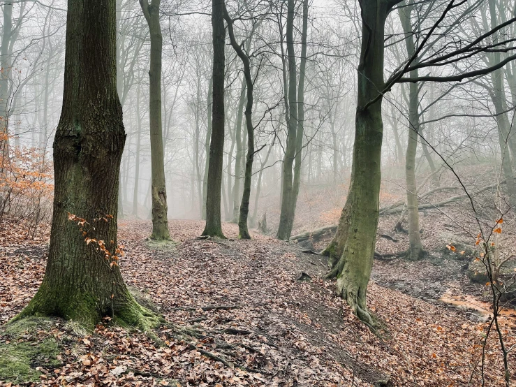 fog in the autumn forest with leaves everywhere