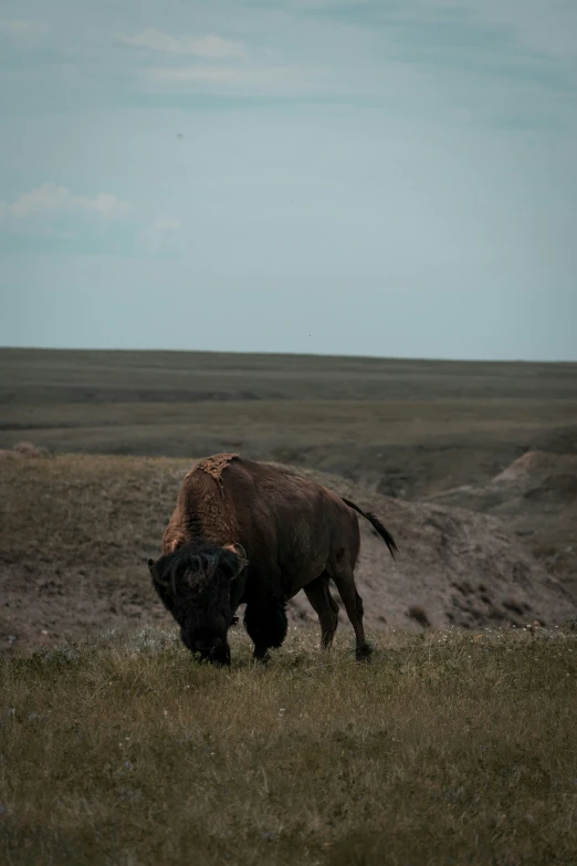 an animal walking through a grass field with a sky background