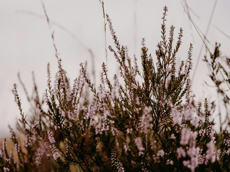 a bush is shown in the sunlight with purple flowers