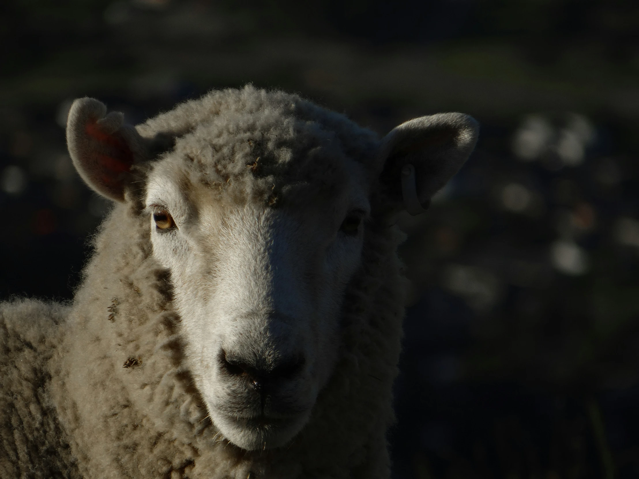 a close up s of a white sheep staring