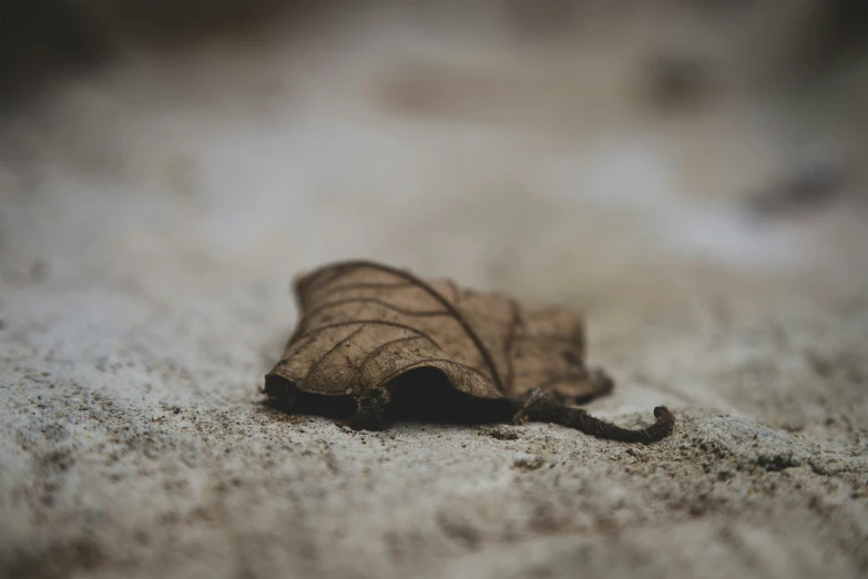 the small leaves of a fallen tree sit in the sand