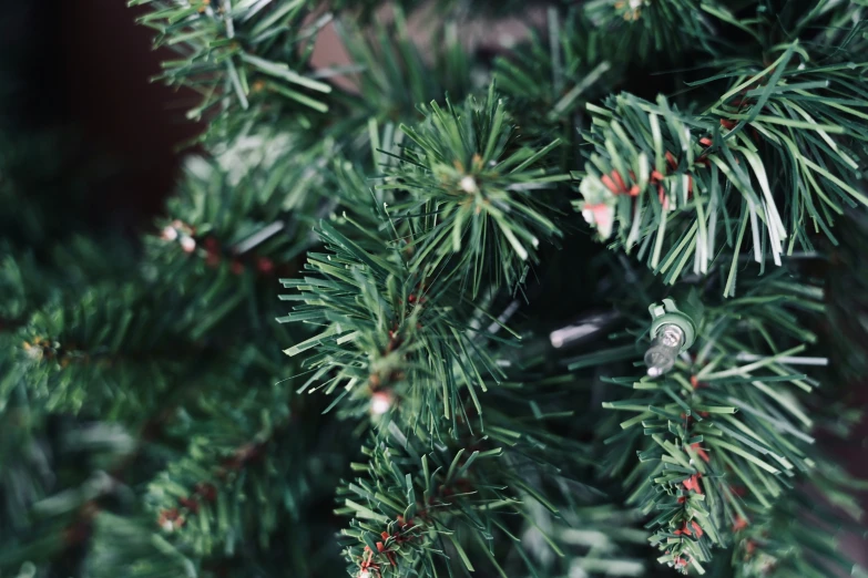 pine cones, close - up with little red dots on the needles