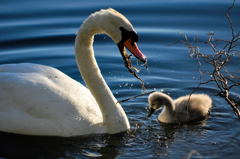 an adult swan and her chicks swim in a pond