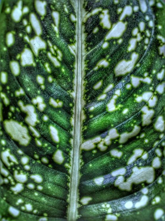 the underside view of a green leaf, with white spots