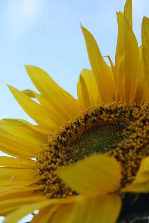 the sunflower has a dark center and large, yellow petals