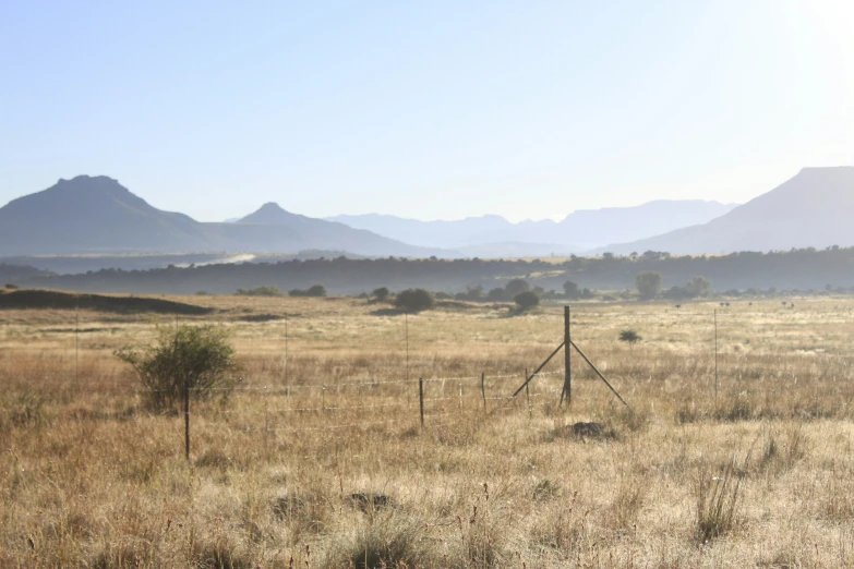 some sheep standing by a fence in an open field