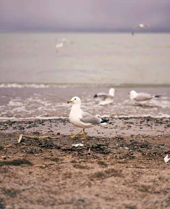 a couple of birds are standing on the shore