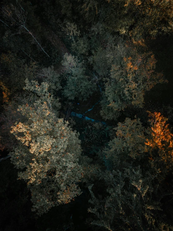 an area with many different trees that are lit up