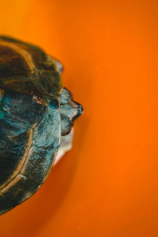 a brown and black turtle on an orange surface