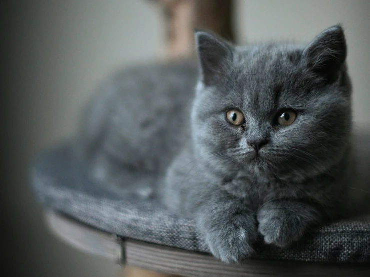 a grey kitten with an intense look sits on a wooden chair