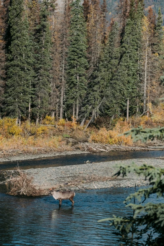 moose in body of water surrounded by pine trees