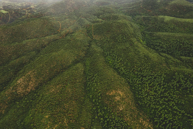 a very dark green valley that is dotted with bushes