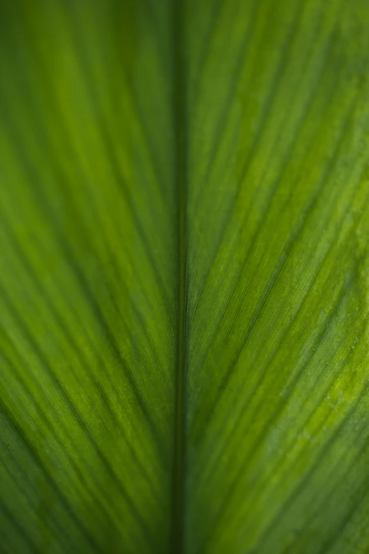 close up view of a green leaf