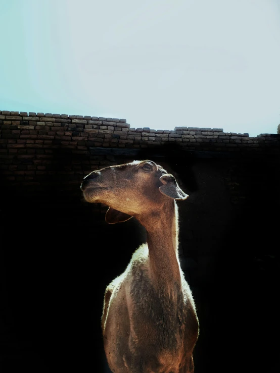 a young camel in a brick structure against a backdrop of blue skies