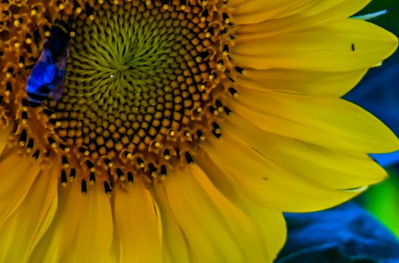 a blue bug resting on the petals of a sunflower
