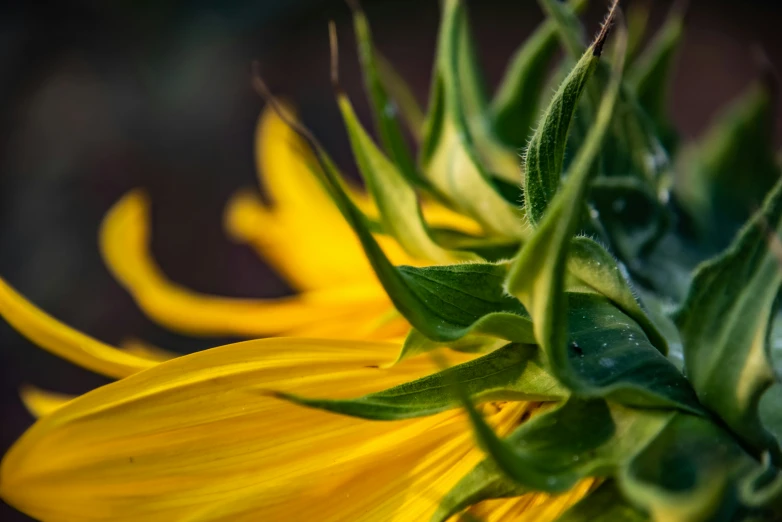 a close up view of the petals on a sunflower