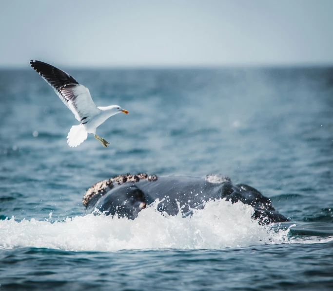 the bird flies close to the whale while the fish flies above