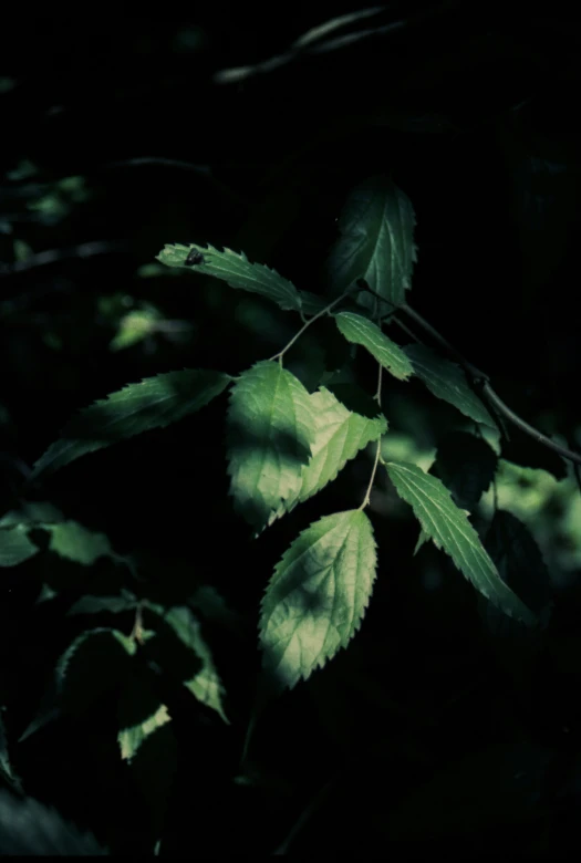 close up image of green leaf on tree nch