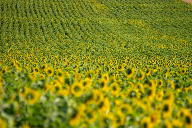 a person in a field of sunflowers