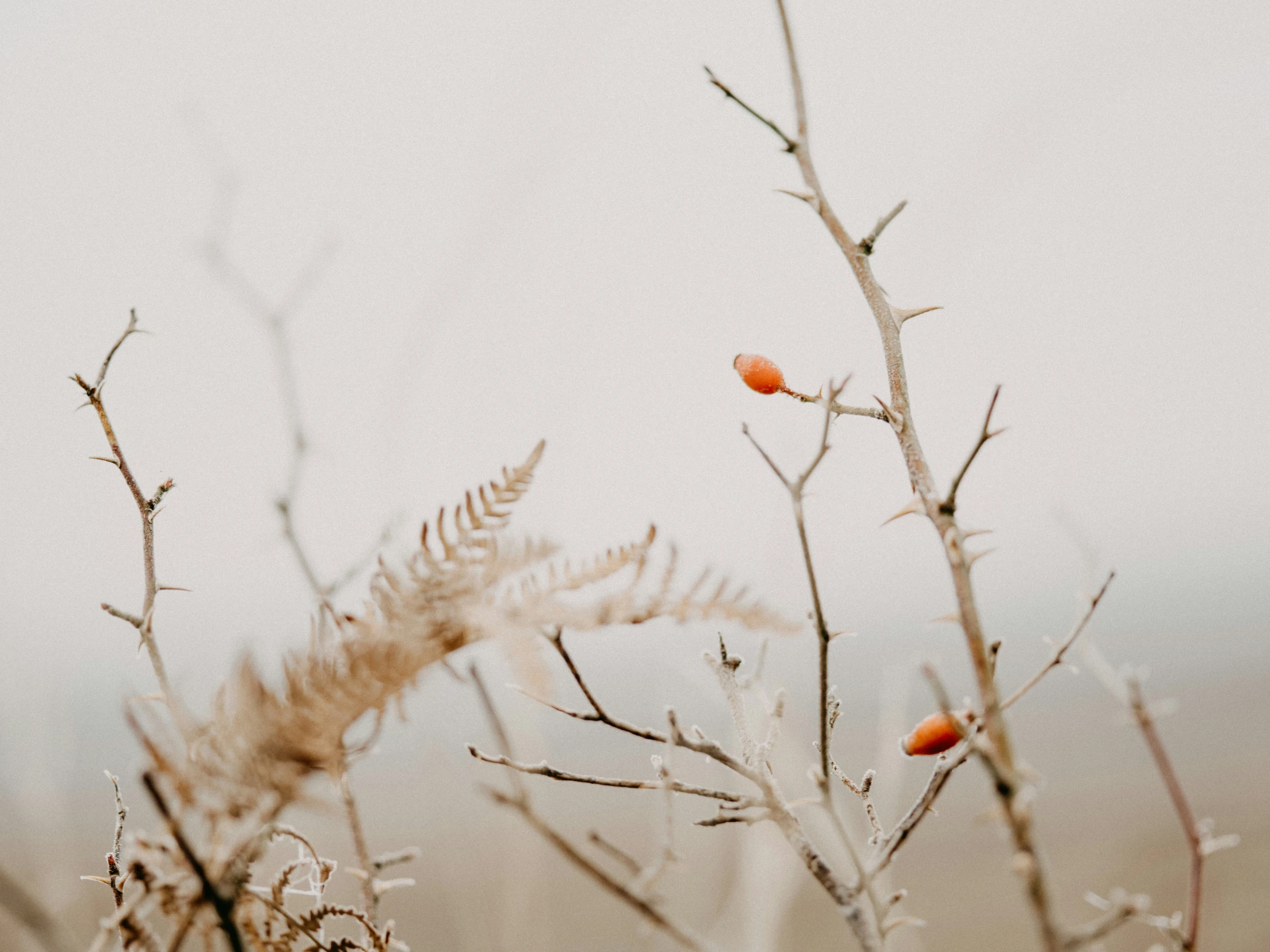 a very cute plant with some orange things