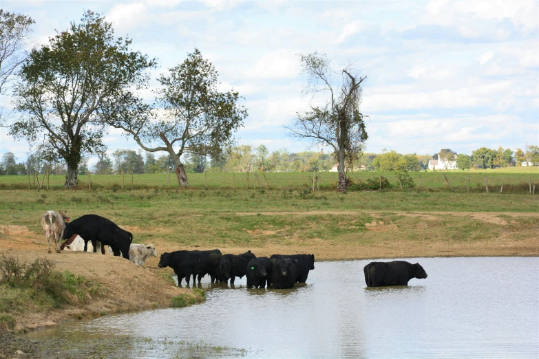 some black and white cows are by a river