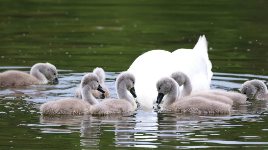 two adult swan and five baby birds swimming