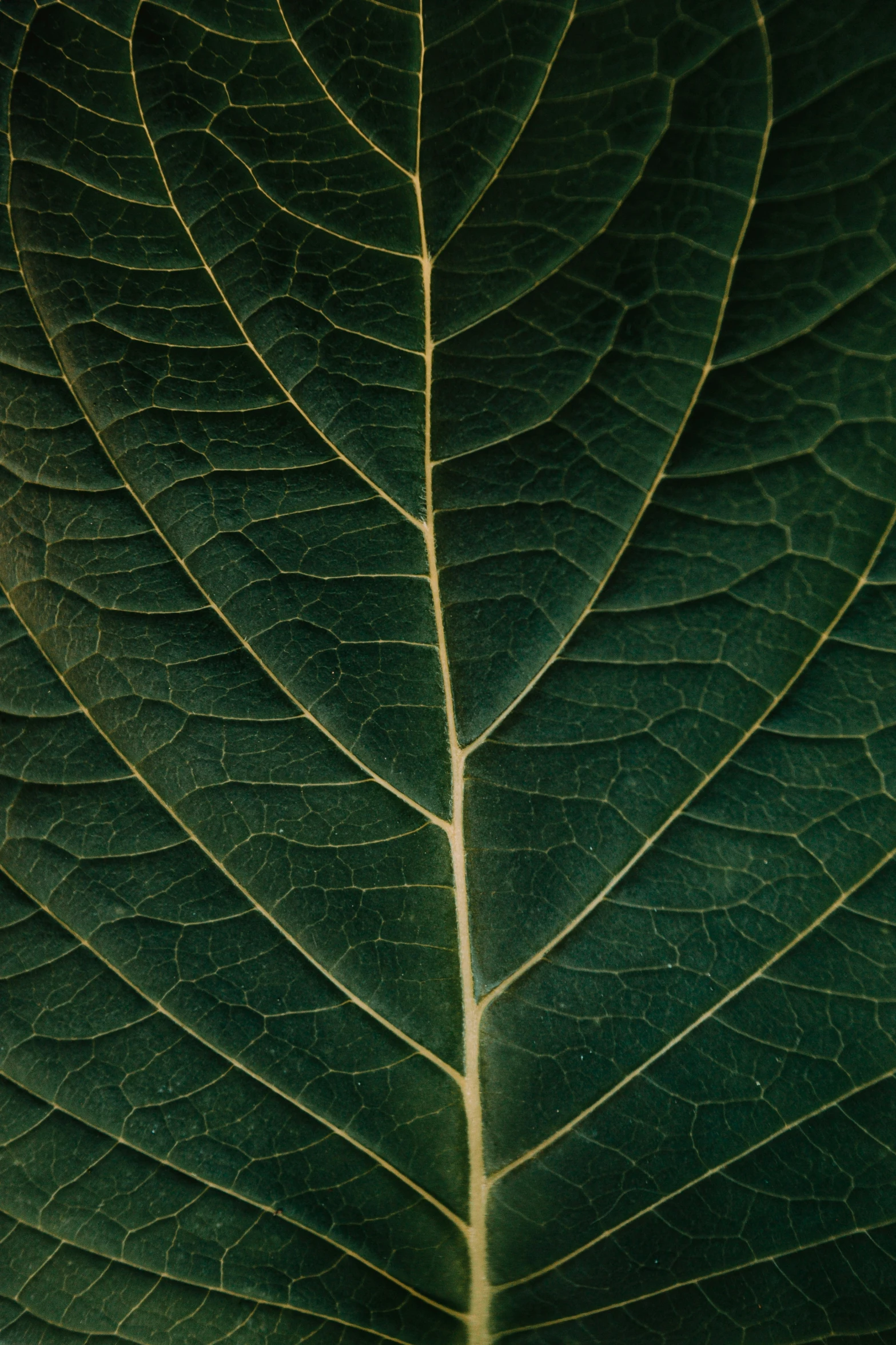 a leaf with a green border in close up