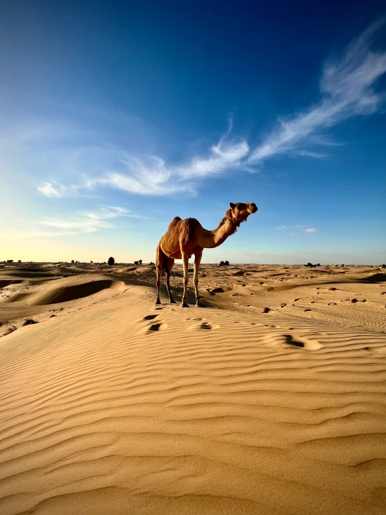 camels stand in the desert, under a beautiful sky