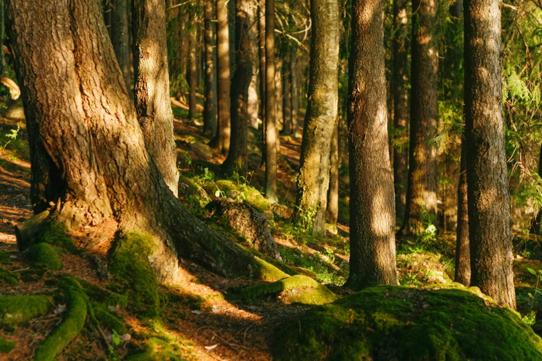 a path is surrounded by trees on a sunny day