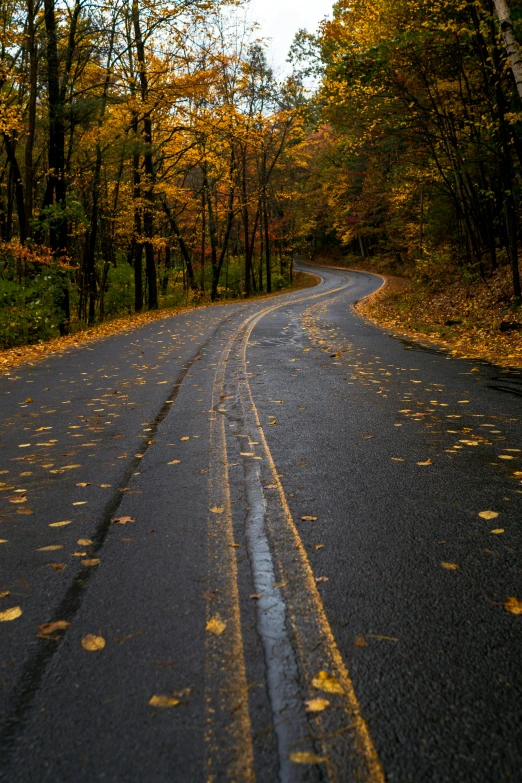 a empty road surrounded by trees in the fall