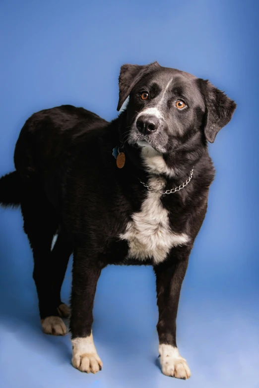 a black and white dog posing for a po