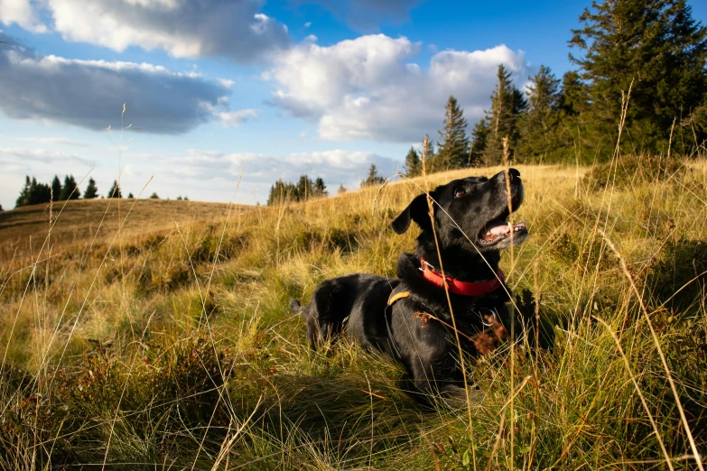 the black dog is enjoying his day of frolicking