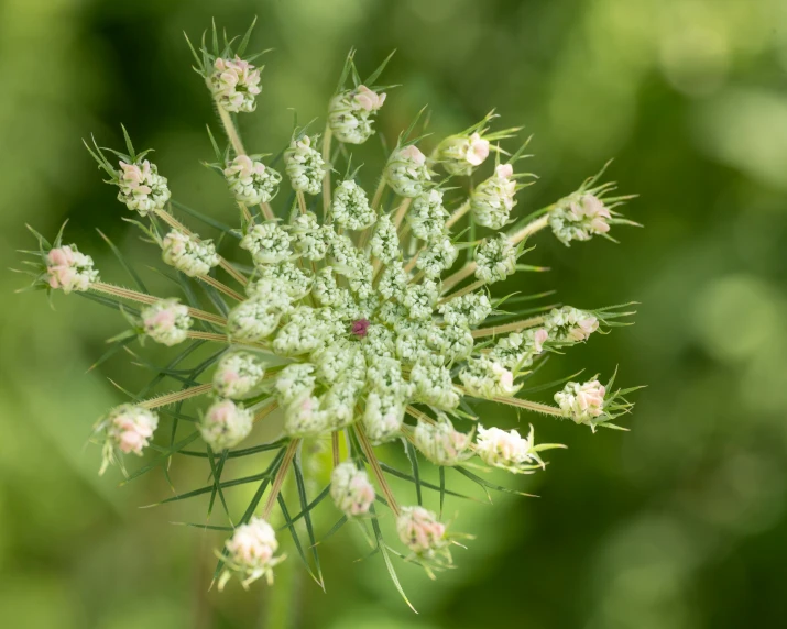 the tiny white flowers have stamens, and are still in bloom