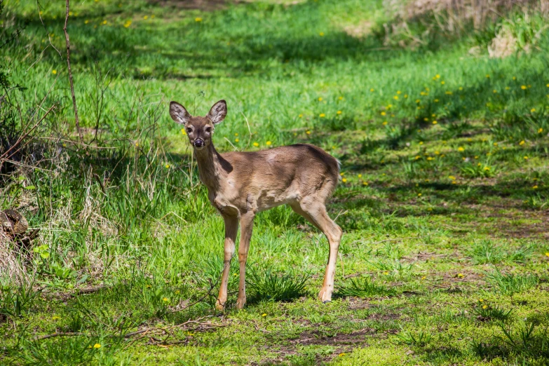 there is a small deer standing alone in the grass