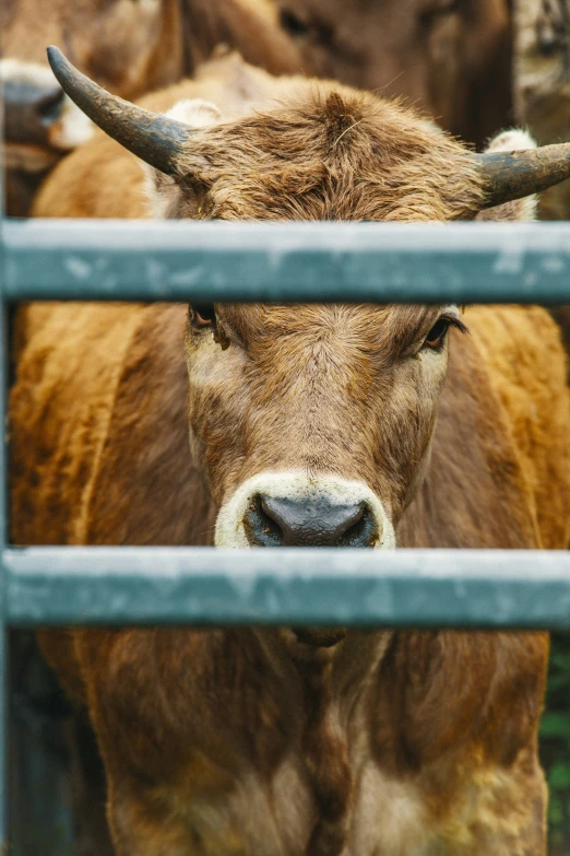 some cattle are being observed through a fence