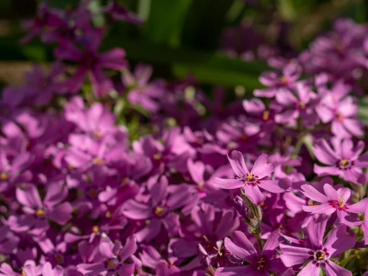 the small purple flowers are blooming beside each other