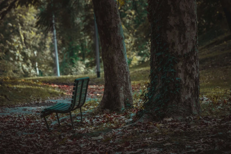 a blue bench sits between two trees in the woods