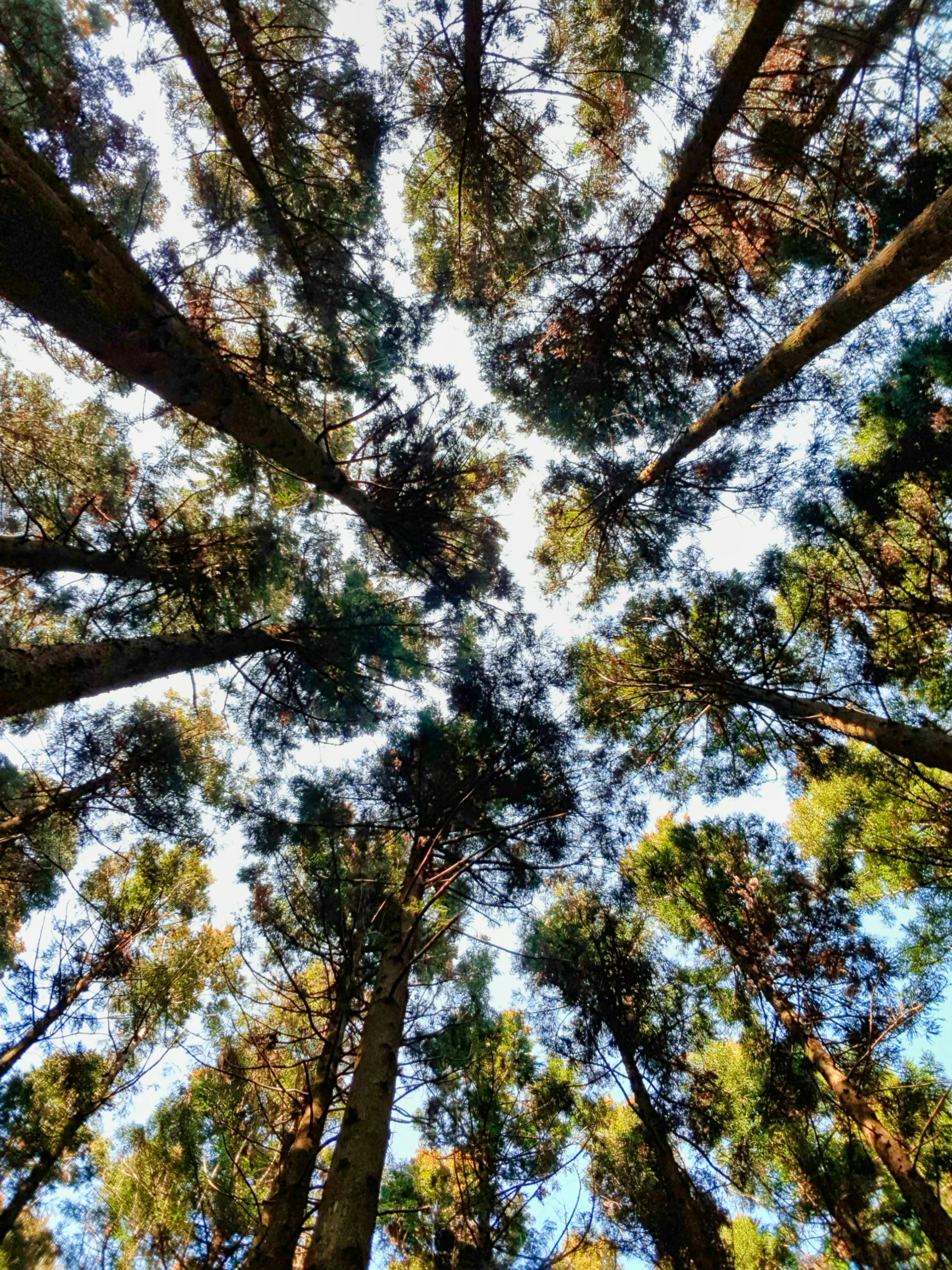 the tops of many trees in a forest