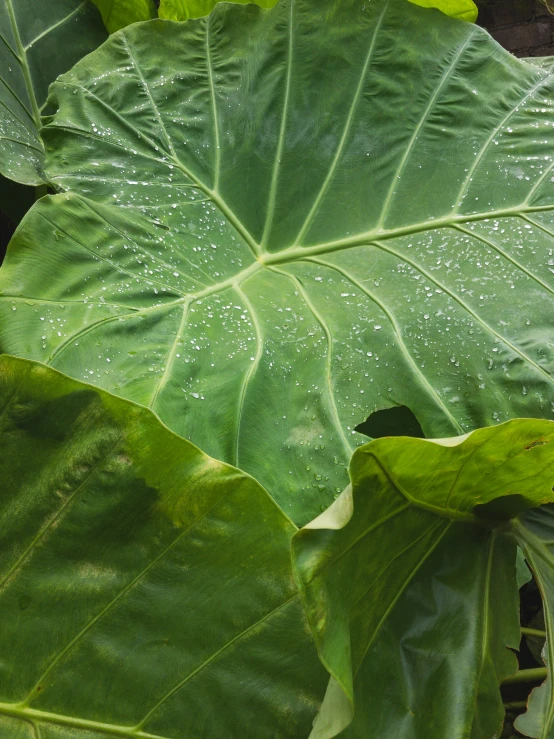 the leaves of a plant are in a large, leafy area