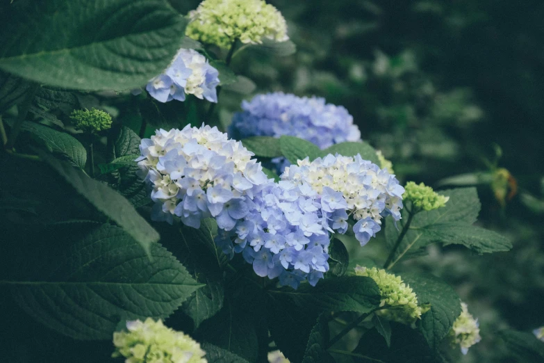 a close up of blue and white flowers